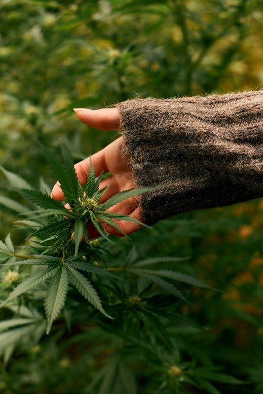 Hemp-Derived THC: Indica and Sativa Don’t Apply